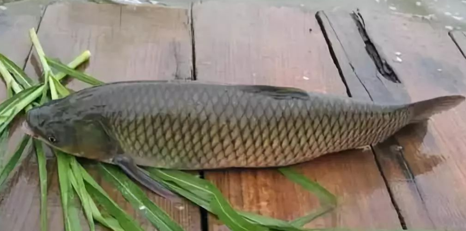 一天当中钓草鱼最佳时间