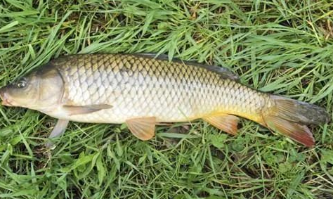 如何钓草鱼有绝招