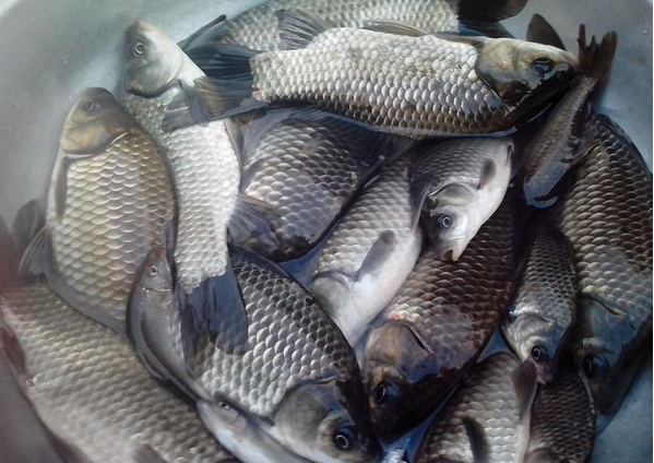 野钓教你如何找到鱼道