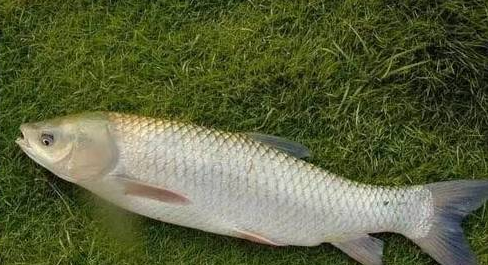 草鱼用什么钓最好